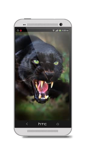 Black Panther HD Wallpaper