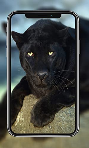 Black Panther Wallpaper HD