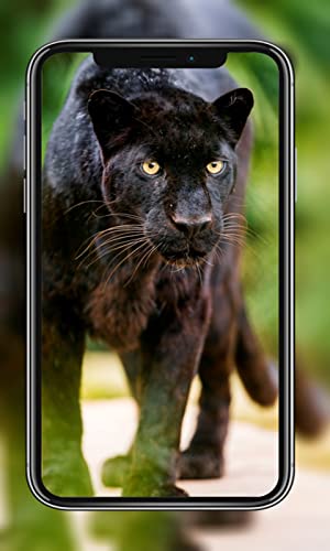 Black Panther Wallpaper HD