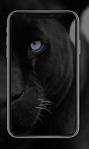 Black Panther Wallpaper HD