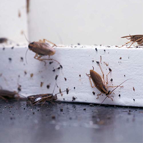 Insecticida doméstico de acción inmediata contra cucarachas, hormigas e insectos rastreros