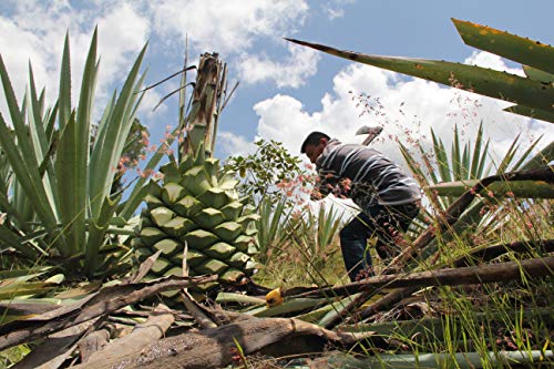 Mezcal Union Joven (Espadín y Cirial), 700 ml