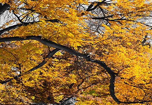 murando Cuadro en Lienzo Arbol 150x50 cm 1 Parte Impresión en Material Tejido no Tejido Impresión Artística Imagen Gráfica Decoracion de Pared Naturaleza Paisaje Amarillo Gris c-B-0545-b-c