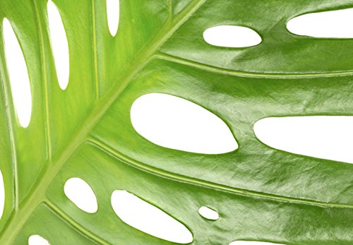 murando - Cuadro en Lienzo Tropical Hojas Monstera 120x60 - Impresión de 3 Piezas Material Tejido no Tejido Impresión Artística Imagen Gráfica Decoracion de Pared - Verde b-B-0309-b-e