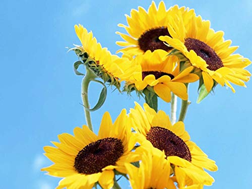 Semillas de girasol 20 / paquete (Helianthus annus) Jardín de origen orgánico sin transgénicos Semillas de flores Sunny Sun Semillas polinizadas abiertas para plantar (girasol enano)