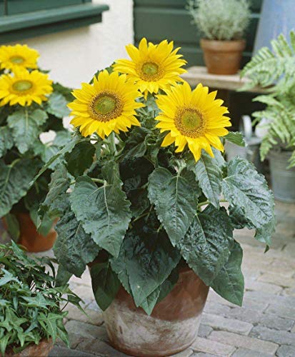 Semillas de girasol 20 / paquete (Helianthus annus) Jardín de origen orgánico sin transgénicos Semillas de flores Sunny Sun Semillas polinizadas abiertas para plantar (girasol enano)