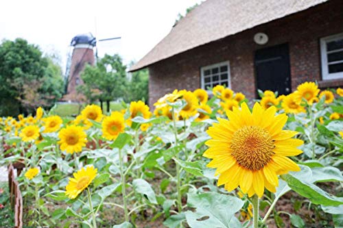 Semillas de girasol 20 / paquete (Helianthus annus) Jardín de origen orgánico sin transgénicos Semillas de flores Sunny Sun Semillas polinizadas abiertas para plantar (girasol enano)