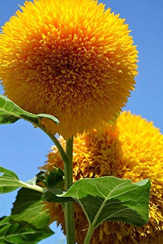 Semillas de girasol 20 / paquete (Helianthus annus) Jardín orgánico sin OGM Semillas de flores Sunny Sun Semillas polinizadas abiertas para plantar (girasol de oso de peluche)