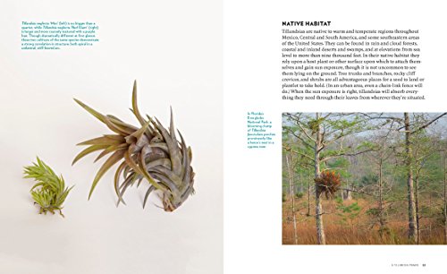 Air Plants: The Curious World of Tillandsias