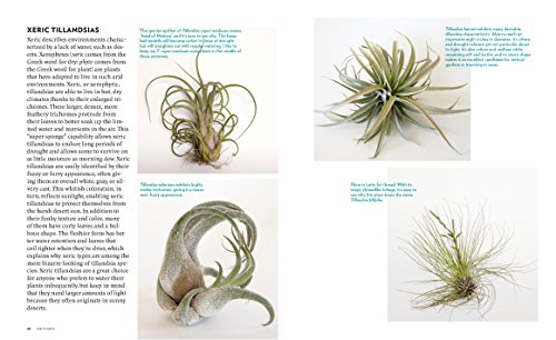 Air Plants: The Curious World of Tillandsias