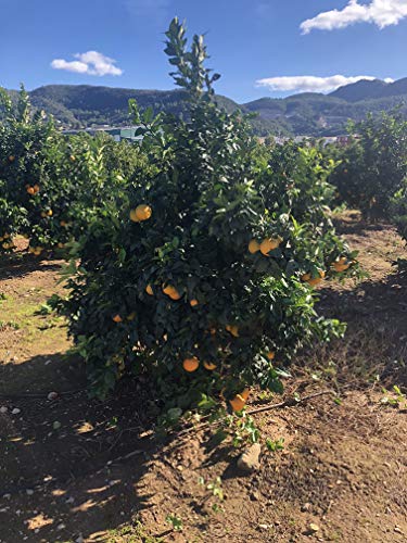 Caja de 10 kg de naranjas de Valencia (comarca La Safor), recolectadas el mismo dia que se envían.