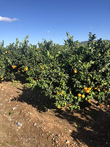 Caja de 10 kg de naranjas de Valencia (comarca La Safor), recolectadas el mismo dia que se envían.