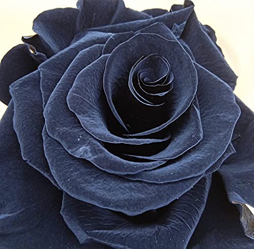 Cúpula Bella Bestia. Rosa eterna Negra preservada. Altura 25 cm. Rosa eterna Negra. Rosa Negra eterna. Hecho en España.