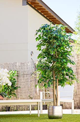 Maia Shop Ficus Artificial con Troncos Naturales, 180 cm, Materiales Mixtos