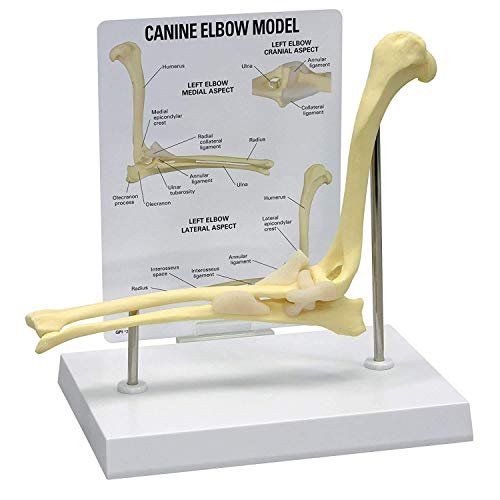 Model do badania Model montażowy łokieć psa anatomia ciała zwierzęcia replika normalnego łokcia psa do biura weterynaryjnego narzędzie edukacyjne do szkoły, edukacji