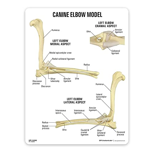 Model do badania Model montażowy łokieć psa anatomia ciała zwierzęcia replika normalnego łokcia psa do biura weterynaryjnego narzędzie edukacyjne do szkoły, edukacji