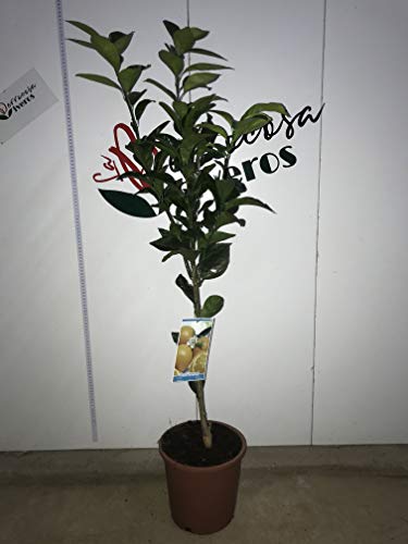 Naranjo - Maceta 25cm - Altura total aprox. 1'20cm. - Planta viva - (Envíos sólo a Península)
