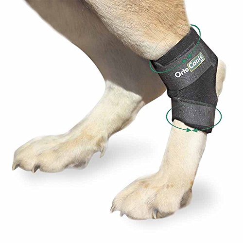 Ortocanis - Soporte de Tarso para Perros - para artrosis en Tarso, lesión de ligamentos o inflamaciones articulares tendinosas - Talla M