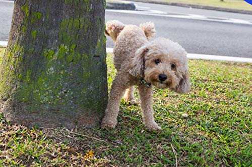 PisPis Urban Cleaner Limpiador de Orines de Perro Concentrado