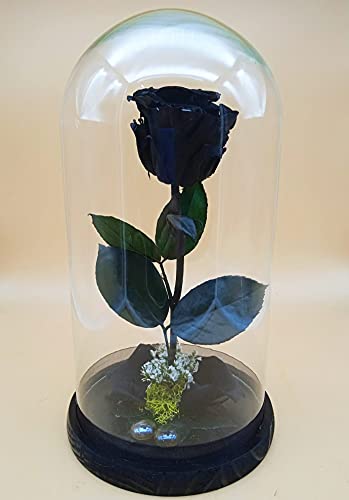 Rosa eterna preservada Negra. Cúpula con Rosa eterna Negra. Altura 25 cm. Rosa Negra eterna preservada. Hecho en España.