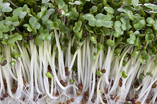 Semillas orgánicas para germinados de brocoli - Semillas para germinar brotes de brocoli - fuente de energía saludable - nutritivas y sabrosas para ensaladas - Contenido: 1kg semillas de brocoli