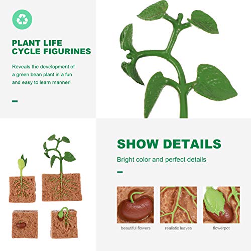 YARNOW 4 Piezas de Estatuillas de Plantas Ciclo de Vida Conjunto de Ciclo de Vida de Un Kit de Plantas de Frijol Verde Niños Aprendizaje Enseñanza Ciclo de Crecimiento de Insectos